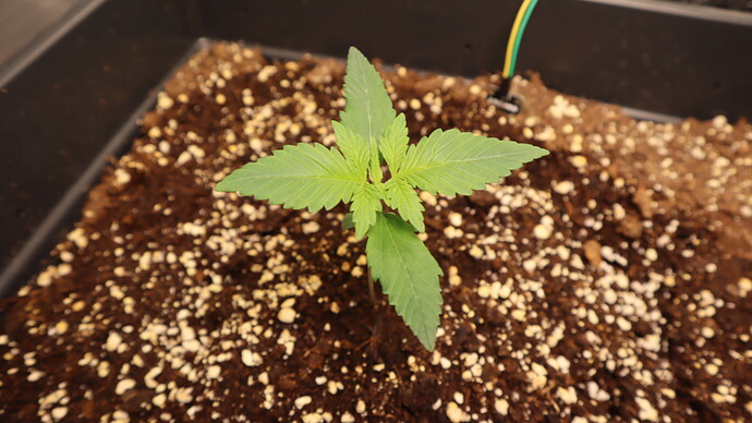 Growreport Bild 6