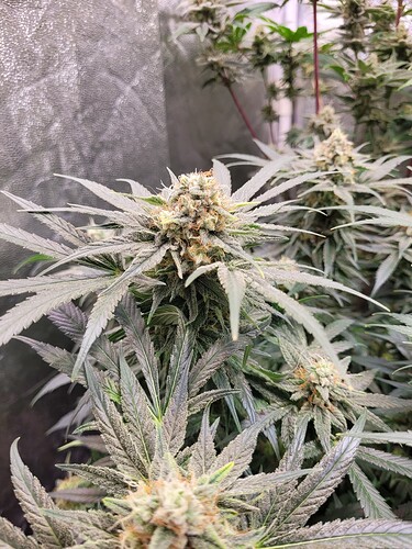 Growreport Bild 21