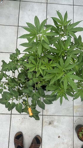 Growreport Bild 2