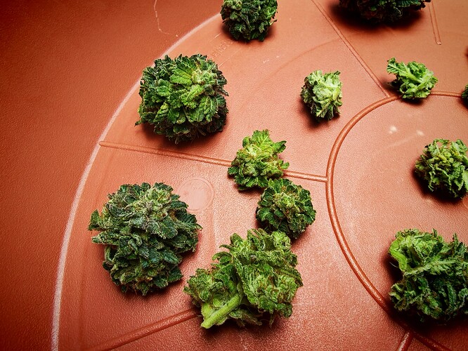 Growreport Bild 19