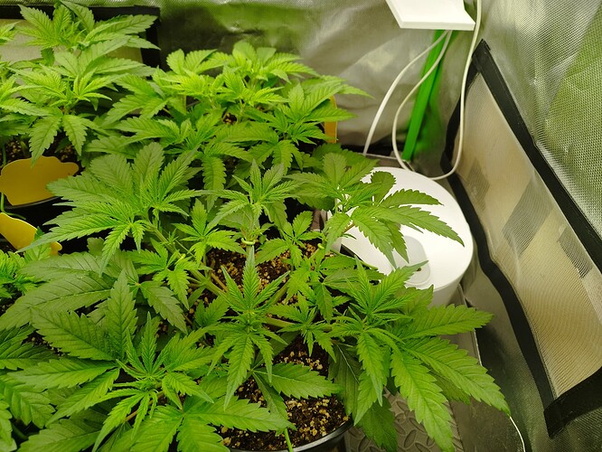 Growreport Bild 3