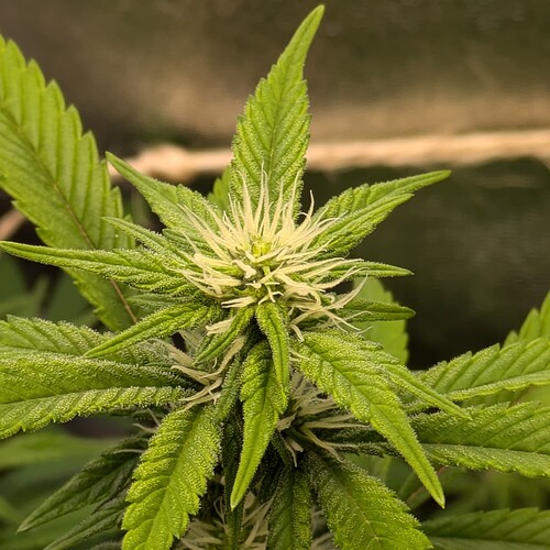 Growreport Bild 5