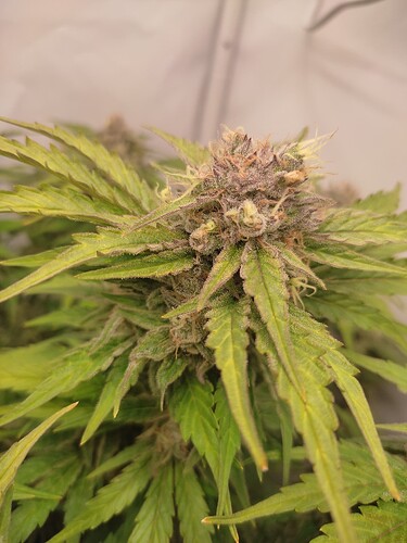 Growreport Bild 8