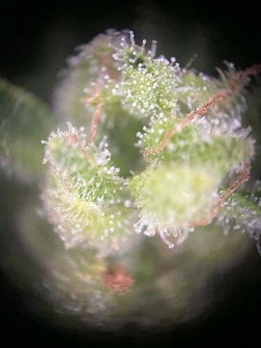 Growreport Bild 20