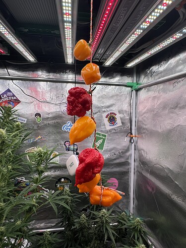 Growreport Bild 28
