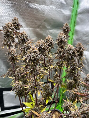 Growreport Bild 17