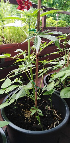 Growreport Bild 2