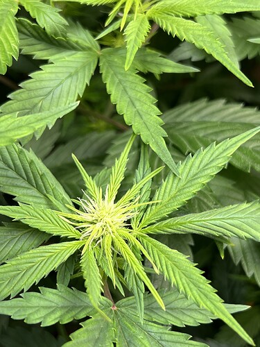 Growreport Bild 5
