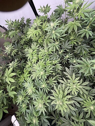 Growreport Bild 3