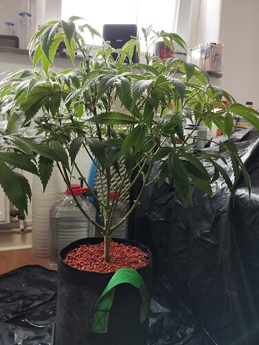 Growreport Bild 5