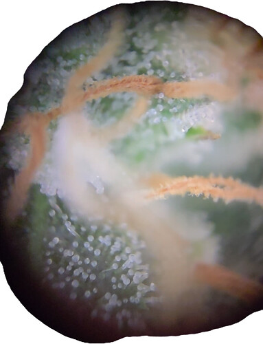 Growreport Bild 3