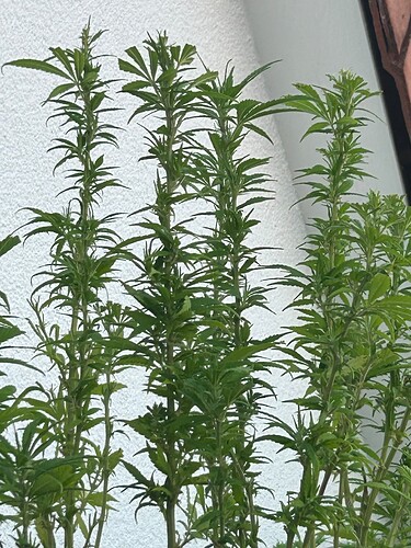Growreport Bild 27
