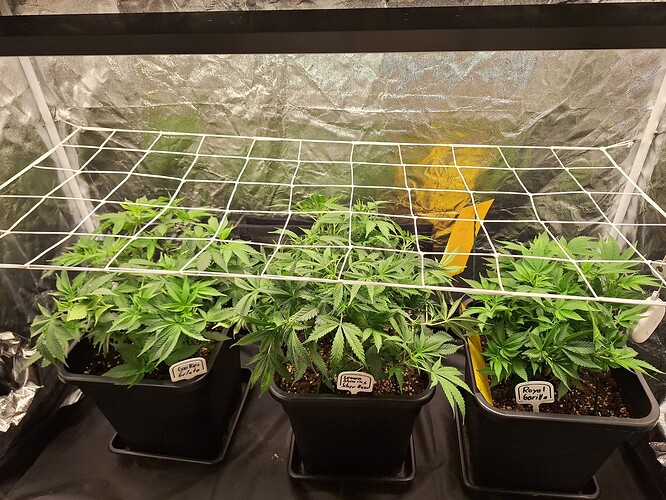 Growreport Bild 2