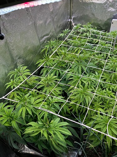 Growreport Bild 35