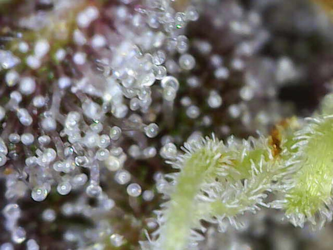 Image_2025-01-03 15_10_35_864