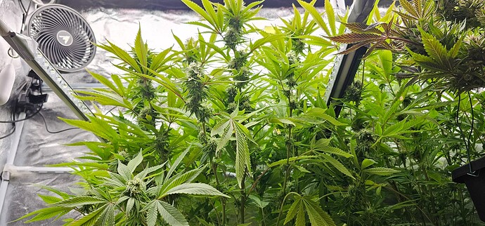 Growreport Bild 3