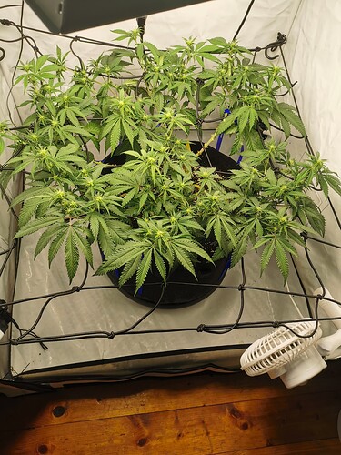 Growreport Bild 1