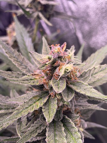 Growreport Bild 20