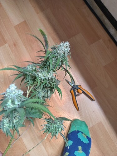 Growreport Bild 16