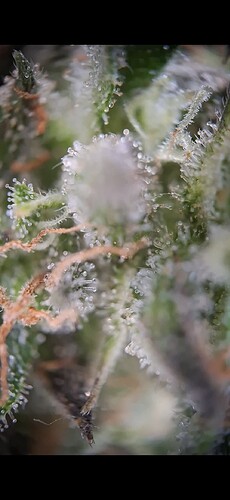 Screenshot_20240620_165702_Gallery