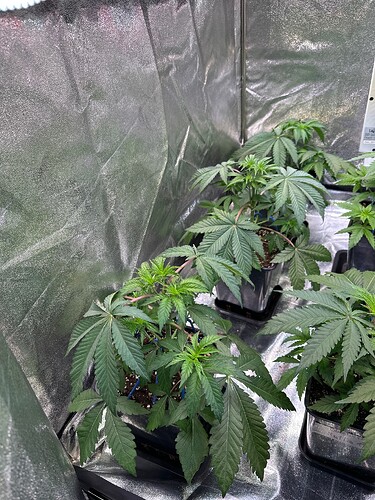 Growreport Bild 29