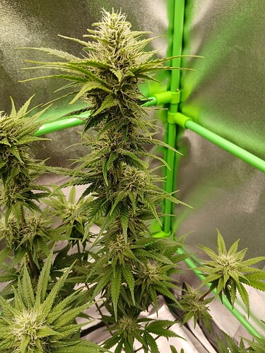 Growreport Bild 11