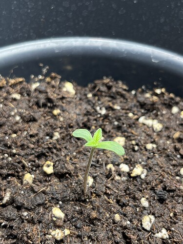 Growreport Bild 2