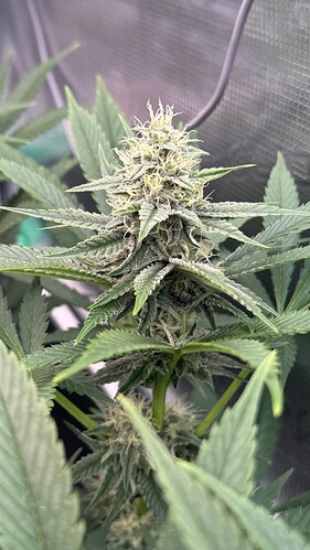 Growreport Bild 26