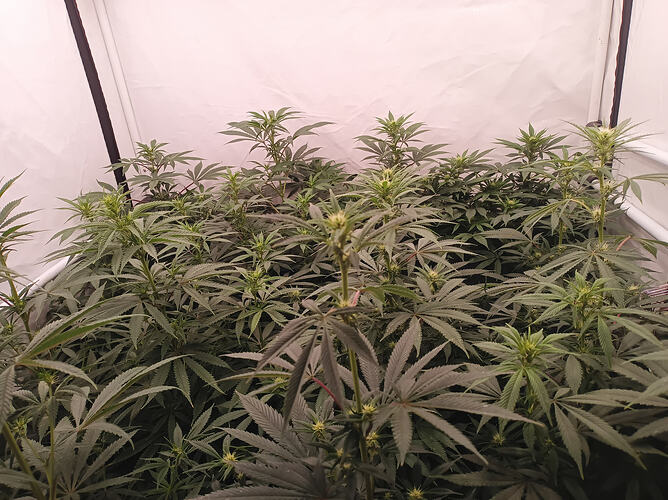 Growreport Bild 7