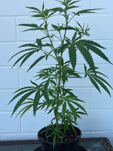 Growreport Bild 36