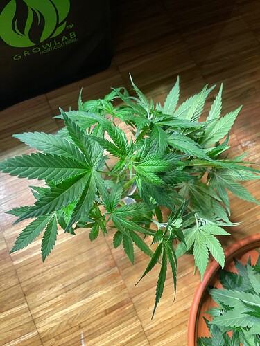 Growreport Bild 4