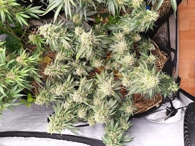 Growreport Bild 5