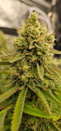 Growreport Bild 50