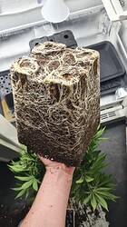 Growreport Bild 21