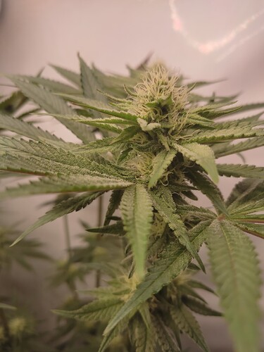 Growreport Bild 12