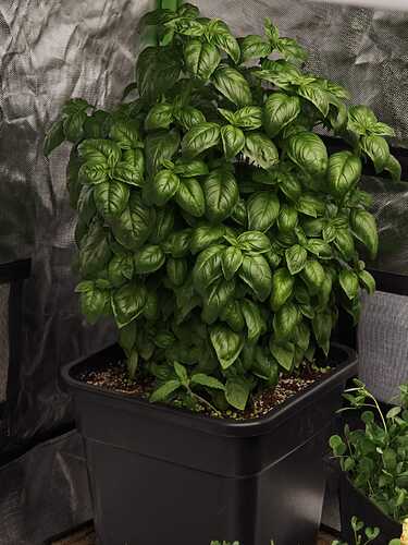 Growreport Bild 1