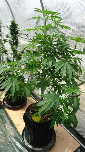 Growreport Bild 9
