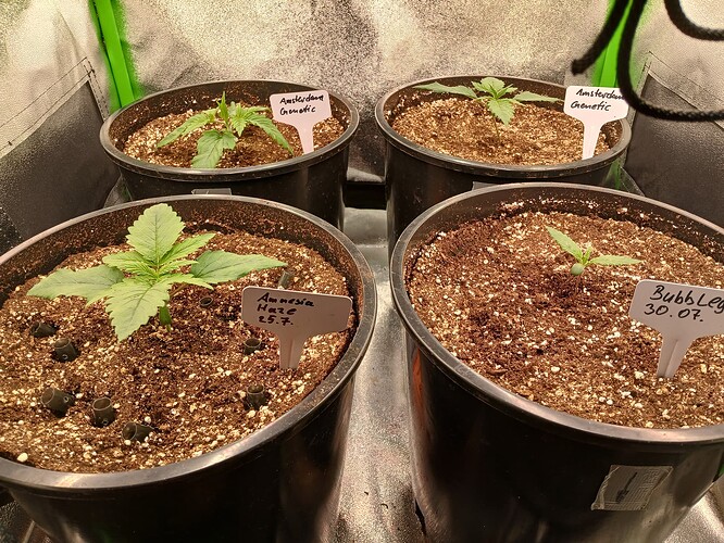 Growreport Bild 6