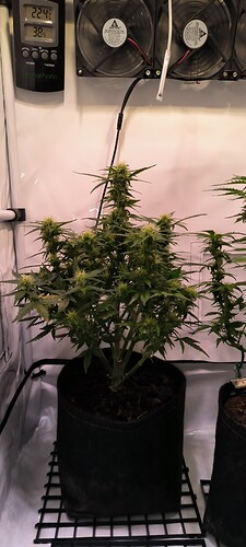 Growreport Bild 33