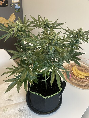 Growreport Bild 9