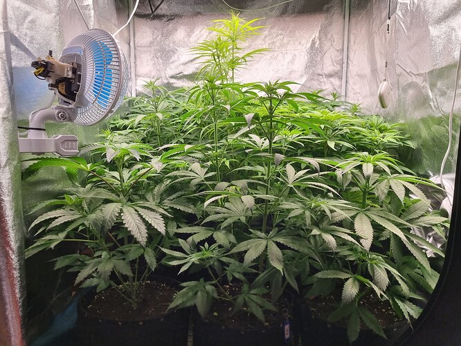 Mehrere junge Cannabispflanzen in einem Zelt, eine davon mit einem Ventilator im Vordergrund.