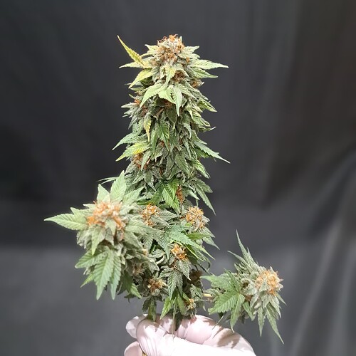 Growreport Bild 46