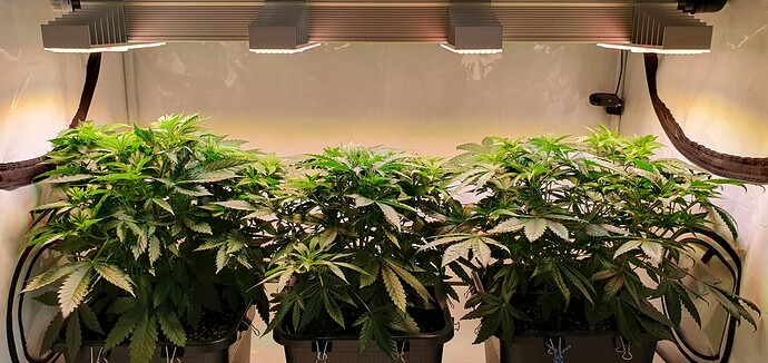 Growreport Bild 5