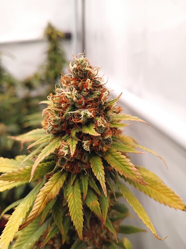 Growreport Bild 6