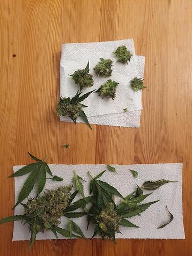 Growreport Bild 7