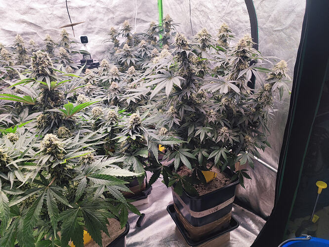 Growreport Bild 19