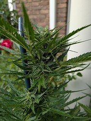 PXL_20250614_165926935