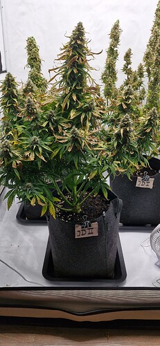 Growreport Bild 15