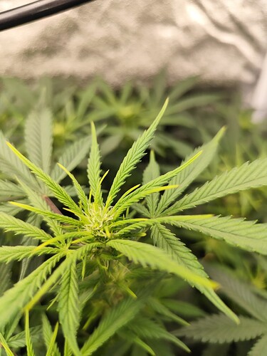 Growreport Bild 5
