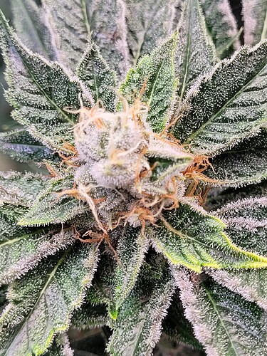 Growreport Bild 27